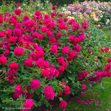 Load image into Gallery viewer, Thomas a' Becket English Rose Shrub~ David Austin 3 Gallon
