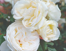 Load image into Gallery viewer, Top Cream Rose ~ Bloomables
