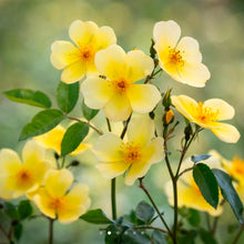Load image into Gallery viewer, Tottering By Gently English Rose Shrub~ David Austin 3 Gallon