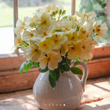 Load image into Gallery viewer, Tottering By Gently English Rose Shrub~ David Austin 3 Gallon