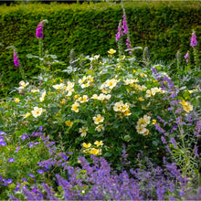 Load image into Gallery viewer, Tottering By Gently English Rose Shrub~ David Austin 3 Gallon