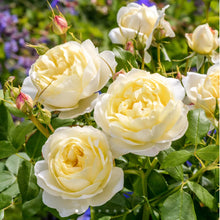 Load image into Gallery viewer, Vanessa Bell English Rose Shrub~ David Austin 3 Gallon