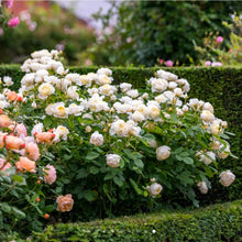 Load image into Gallery viewer, Vanessa Bell English Rose Shrub~ David Austin 3 Gallon