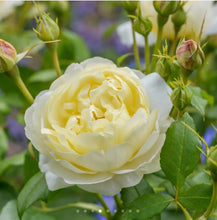 Load image into Gallery viewer, Vanessa Bell English Rose Shrub~ David Austin 3 Gallon