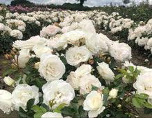 Load image into Gallery viewer, Veranda White Rose ~ Bloomables
