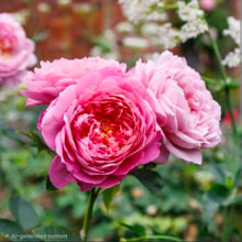 Load image into Gallery viewer, Abraham Darby English Rose Shrub~ David Austin 3 Gallon