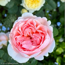 Load image into Gallery viewer, Ambridge Rose English Rose Shrub~ David Austin 3 Gallon