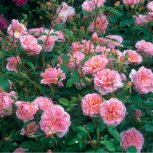 Load image into Gallery viewer, Ann Boleyn English Rose Shrub~ David Austin 3 Gallon