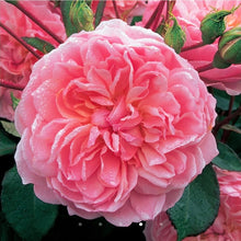 Load image into Gallery viewer, Ann Boleyn English Rose Shrub~ David Austin 3 Gallon