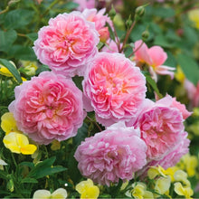 Load image into Gallery viewer, Ann Boleyn English Rose Shrub~ David Austin 3 Gallon