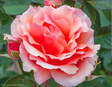 Load image into Gallery viewer, Apricot Candy Rose ~ Bloomables