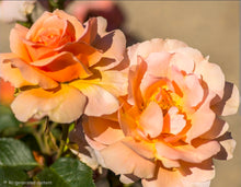 Load image into Gallery viewer, Apricot Candy Rose ~ Bloomables