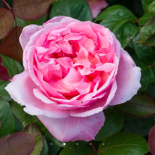 Load image into Gallery viewer, Brother Cadfael English Rose Shrub~ David Austin 3 Gallon