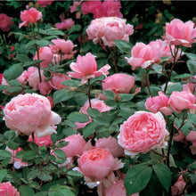 Load image into Gallery viewer, Brother Cadfael English Rose Shrub~ David Austin 3 Gallon
