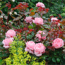 Load image into Gallery viewer, Brother Cadfael English Rose Shrub~ David Austin 3 Gallon