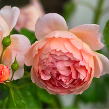 Load image into Gallery viewer, Carding Mill English Rose Shrub~ David Austin 3 Gallon