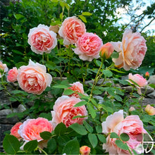 Load image into Gallery viewer, Carding Mill English Rose Shrub~ David Austin 3 Gallon