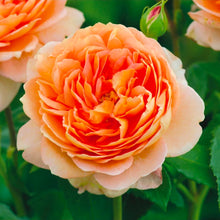 Load image into Gallery viewer, Carding Mill English Rose Shrub~ David Austin 3 Gallon