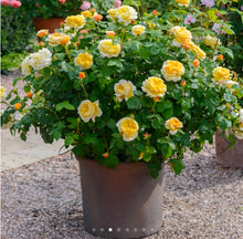 Load image into Gallery viewer, Charles Darwin English Rose Shrub~ David Austin 3 Gallon
