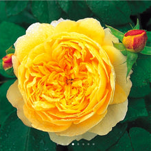 Load image into Gallery viewer, Charles Darwin English Rose Shrub~ David Austin 3 Gallon