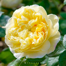 Load image into Gallery viewer, Charles Darwin English Rose Shrub~ David Austin 3 Gallon