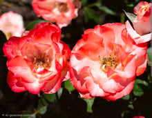 Load image into Gallery viewer, Color Splash Rose ~ Bloomables