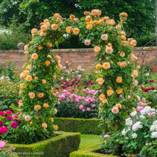 Load image into Gallery viewer, Crown Princess Margareta English Climbing Rose ~ David Austin 3 Gallon