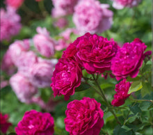 Load image into Gallery viewer, Darcey Bussell English Rose Shrub~ David Austin 3 Gallon