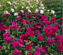 Load image into Gallery viewer, Darcey Bussell English Rose Shrub~ David Austin 3 Gallon