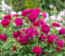 Load image into Gallery viewer, Darcey Bussell English Rose Shrub~ David Austin 3 Gallon