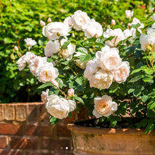 Load image into Gallery viewer, Desdemona English Rose Shrub~ David Austin 3 Gallon