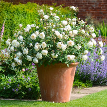 Load image into Gallery viewer, Desdemona English Rose Shrub~ David Austin 3 Gallon