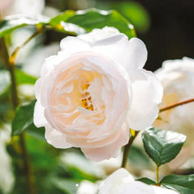 Load image into Gallery viewer, Desdemona English Rose Shrub~ David Austin 3 Gallon