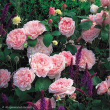 Load image into Gallery viewer, Eglantyne English Rose Shrub~ David Austin 3 Gallon