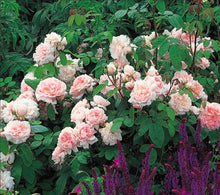Load image into Gallery viewer, Eglantyne English Rose Shrub~ David Austin 3 Gallon