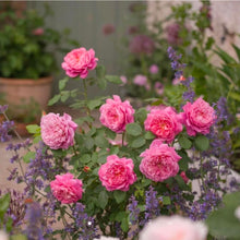 Load image into Gallery viewer, Emma Bridgewater English Rose Shrub~ David Austin 3 Gallon