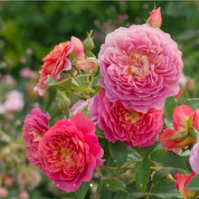 Load image into Gallery viewer, Emma Bridgewater English Rose Shrub~ David Austin 3 Gallon
