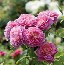 Load image into Gallery viewer, Emma Bridgewater English Rose Shrub~ David Austin 3 Gallon