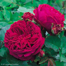 Load image into Gallery viewer, Falstaff English Rose Shrub~ David Austin 3 Gallon