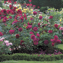 Load image into Gallery viewer, Falstaff English Rose Shrub~ David Austin 3 Gallon