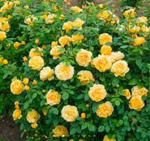 Load image into Gallery viewer, Golden Celebration English Rose Shrub~ David Austin 3 Gallon
