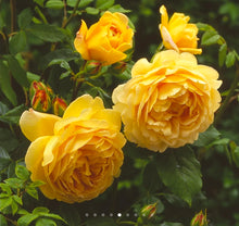 Load image into Gallery viewer, Golden Celebration English Rose Shrub~ David Austin 3 Gallon