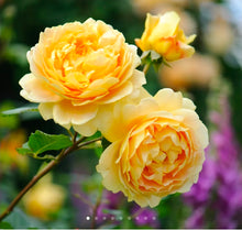 Load image into Gallery viewer, Golden Celebration English Rose Shrub~ David Austin 3 Gallon