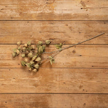 Load image into Gallery viewer, Green Chinese Lantern Floral Stem | Vintage Character
