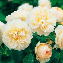 Load image into Gallery viewer, Lichfield Angel English Rose Shrub~ David Austin 3 Gallon