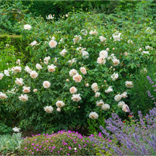 Load image into Gallery viewer, Lichfield Angel English Rose Shrub~ David Austin 3 Gallon