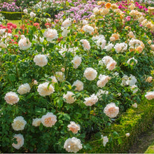 Load image into Gallery viewer, Lichfield Angel English Rose Shrub~ David Austin 3 Gallon