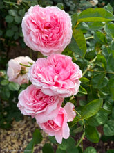 Load image into Gallery viewer, Lilac Rose English Rose Shrub~ David Austin 3 Gallon