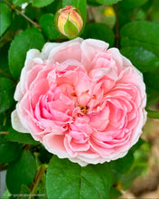 Load image into Gallery viewer, Lilac Rose English Rose Shrub~ David Austin 3 Gallon