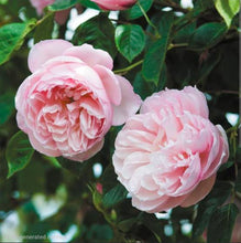 Load image into Gallery viewer, Lordly Oberon Rose English Rose Shrub~ David Austin 3 Gallon